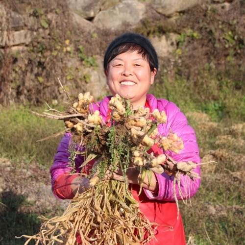 정경아 찐 생강가루 80g 무설탕 생강차 분말 즙 스틱 토종 국산 상세 이미지 5