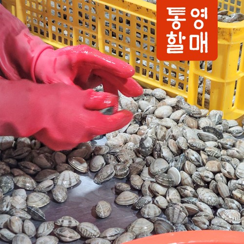 해감 조개 왕 백상합 동죽 참바지락 활바지락 1kg 개별포장 상세 이미지 1