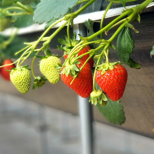 프리미엄 킹스베리 제철 딸기 하우스 고당도 가정용 산지직송 과일 선물세트 설 설날 명절 상세 이미지 5