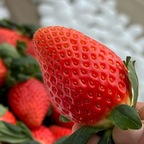 최상급 죽향 금실 딸기 프리미엄 진주금실 명절 과일선물 백화점딸기 대표 이미지