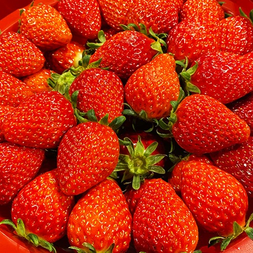 최상급 죽향 금실 딸기 프리미엄 진주금실 명절 과일선물 백화점딸기 상세 이미지 6