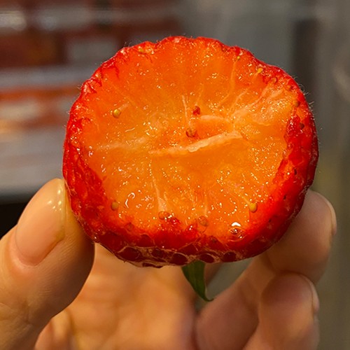 최상급 죽향 금실 딸기 프리미엄 진주금실 명절 과일선물 백화점딸기 상세 이미지 8