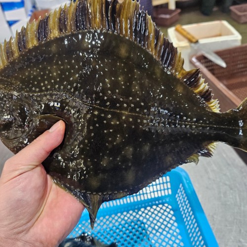 국내산 제철 봄도다리 강도다리회 순살,세꼬시 250g내외 상세 이미지 2