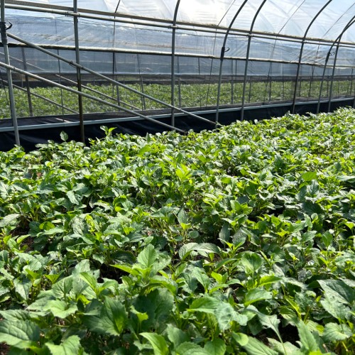 [당일수확]부지깽이 취나물 쑥부쟁이 1kg 4kg 국내산 나물 생 호명산 부지갱이나물 건나물 대표 이미지