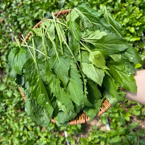[당일수확]부지깽이 취나물 쑥부쟁이 1kg 4kg 국내산 나물 생 호명산 부지갱이나물 건나물 상세 이미지 2