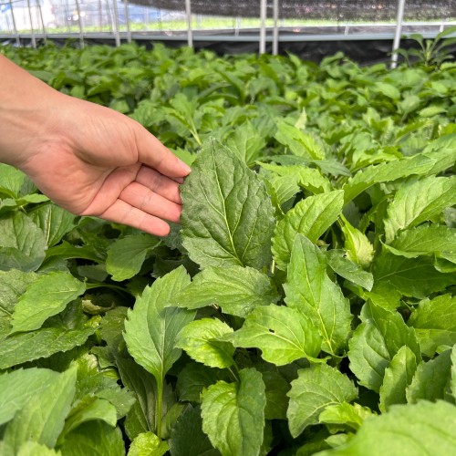 [당일수확]부지깽이 취나물 쑥부쟁이 1kg 4kg 국내산 나물 생 호명산 부지갱이나물 건나물 상세 이미지 3