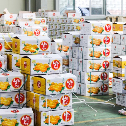 성주 꿀 참외 10kg 당일수확 산지직송 참외 가정용 상세 이미지 1