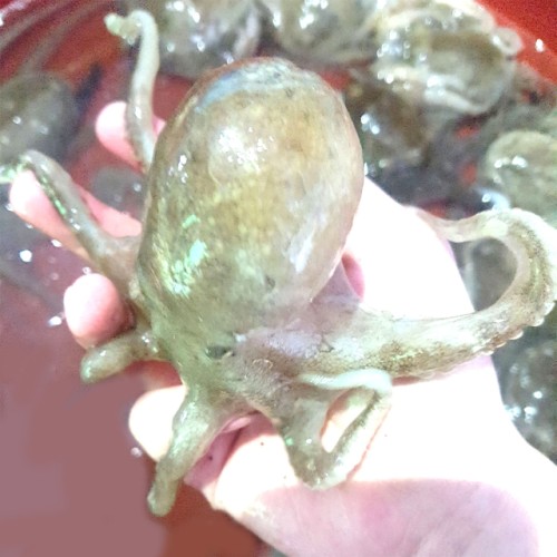 국내산 생물 활 쭈꾸미 봄 냉동 알배기 알 주꾸미 1kg 대표 이미지