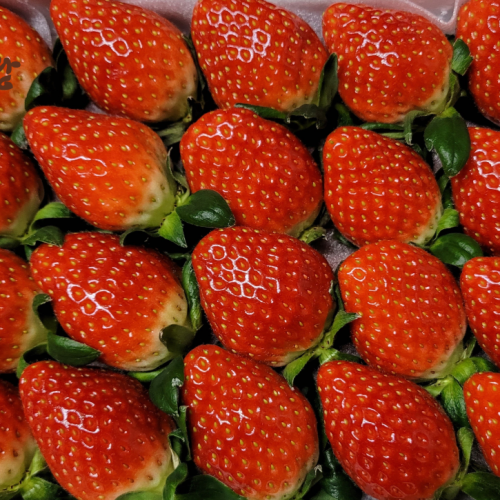 딸기 설향 금실 산청 프리미엄 생딸기 대표 이미지