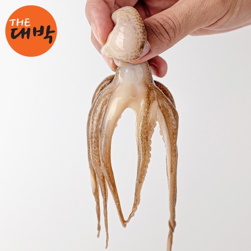 제철 알 주꾸미 급냉 알배기 쭈꾸미 상세 이미지 3