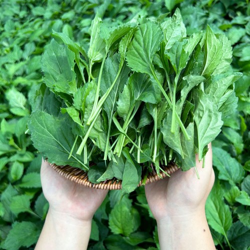[당일수확] 호명산 부지깽이 1kg 취나물 쑥부쟁이 부지갱이 국내산 봄나물 생 부지깽이나물 건나물 대표 이미지