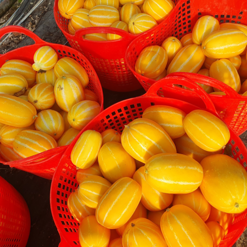 성주참외 꿀참외 고당도 꼬마 소과 특품 3kg 5kg 10kg 친환경 당일수확 산지직송 상세 이미지 3