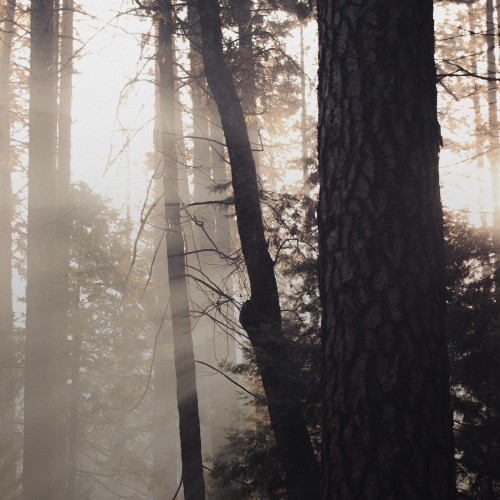 그라펜 8시간지속 타투 퍼퓸 원우드(무화과우디/중성적), 50ml, 1개 상세 이미지 3