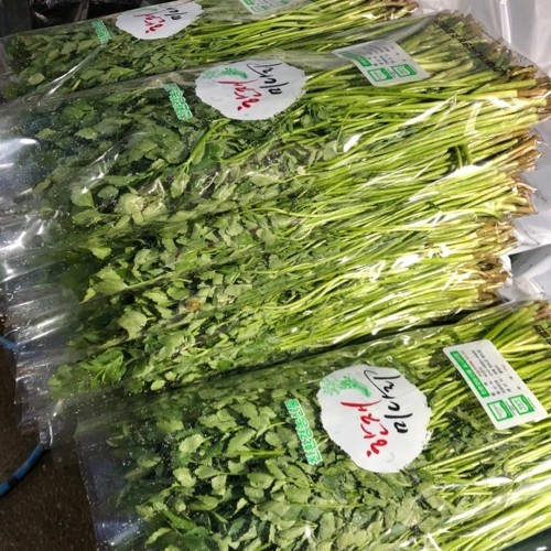 무농약 청도 한재미나리 1kg 2kg 5kg 한제 미나리삼겹살 택배 상세 이미지 2