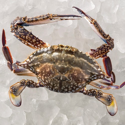 제철 꽃게 1kg 가을 봄 산지직송 숫꽃게 암꽃게 대표 이미지