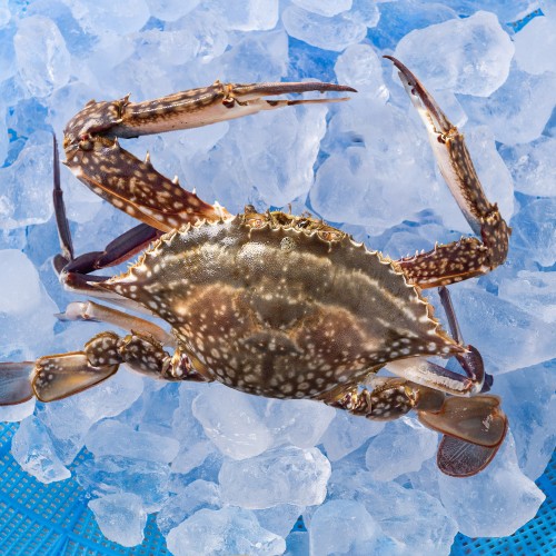 제철 꽃게 1kg 가을 봄 산지직송 숫꽃게 암꽃게 상세 이미지 2