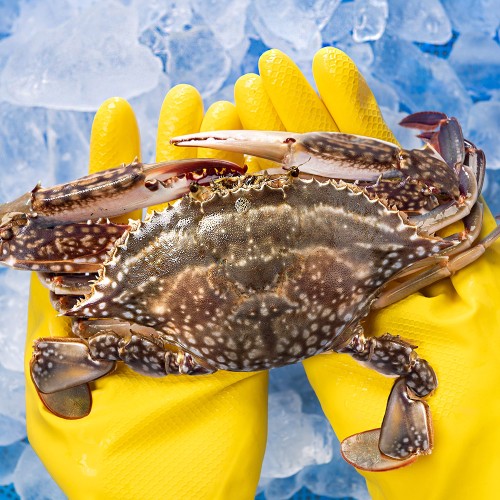 제철 꽃게 1kg 가을 봄 산지직송 숫꽃게 암꽃게 상세 이미지 3